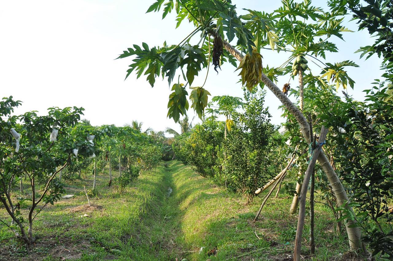 Orchard Fruit Farm Bungalow Phu Quoc Extérieur photo